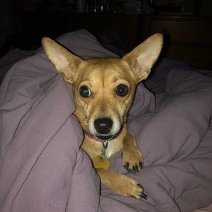 Meet your Posher, Allison